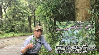 群聚出現的皮竹節  【憲哥分享】