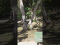 Parque Natural Municipal #shorts