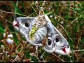 Saturnia Pavonia (Kleine Nachtpauwoog, Small Emperor Moth)