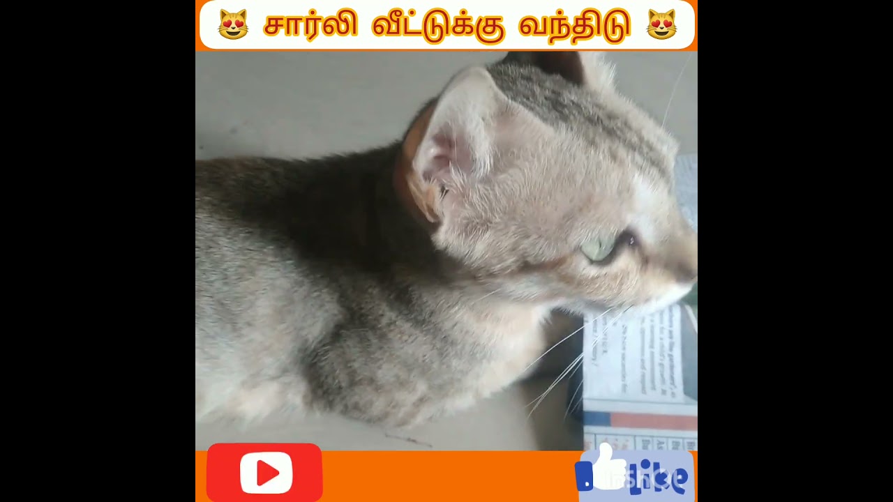 😻 சார்லி வீட்டுக்கு வந்திடு 😻 Cat Funny Voice 😻😻😻😻😻😻😻😻😻