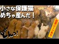 【猫の奇跡】能登地震で被災した保護猫『こつぶ』が6匹の子猫を出産!