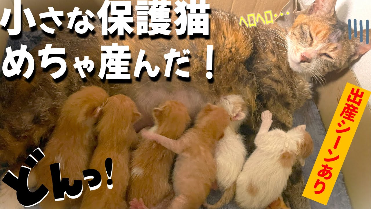【猫出産】子猫6匹！能登震災チビ保護猫『こつぶ』出産ドキュメンタリー