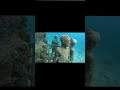 Grenada’s Underwater Sculpture Park!