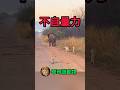 大象對母獅們大喊 你們未免太不自量力了吧 Wildlife Animal Wildanimals Nature Foryou 動物 Animals Wild 華哥説動物 大象對母獅們大喊 你們未免太不自量力了吧 Wildlife Animal Wildanimals Nature Foryou 動物 Animals Wild 華哥説動物