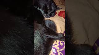 наши четвероногие спутники жизни #моякошка #кошкаичеловек #мистикачерныхкошек #реальнаяистория