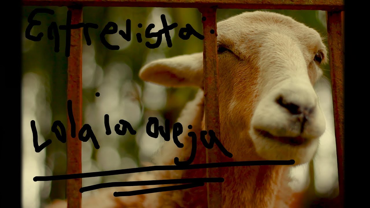Almuerzo Ejecutivo con los @4FramesOficial :  Una Entrevista Exclusiva con una Oveja