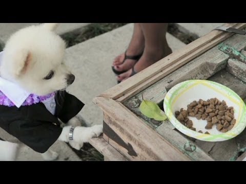 वीडियो: रहस्यमय अजनबी चोरी सेवा कुत्ते को खोजने के लिए परिवार का नेतृत्व करता है