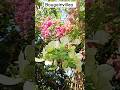 Bougainvillea#terracegardenindia #flowertypes #viralshort #ytshorts #gardening