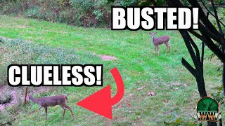 I CAN'T BELIEVE IT! Perfect Shot After Being Busted | Ohio Deer Hunting by Weekend Woodsmen 704 views 1 year ago 3 minutes, 22 seconds