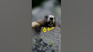 #nomes#gustavo#shorts