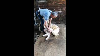 Paul and Chris - Shearing sheep 2020
