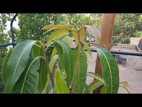 How to prune a mango tree and why - YouTube