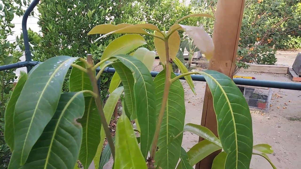 How to prune a mango tree and why - YouTube