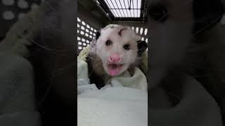 Salmon the Opossum ASMR