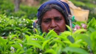 Tea Plantation Workers' Museum and Archive Srilanka