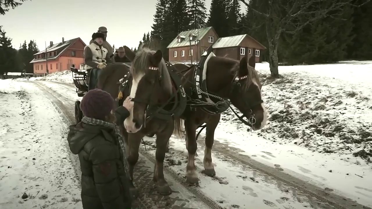 Zakázaný dokument o koních - Návrat koní na Šumavu