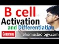 B cell activation and differentiation