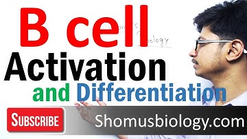B cell activation and differentiation