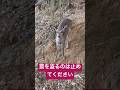 【有害駆除】可愛い子鹿と罠の盗難について