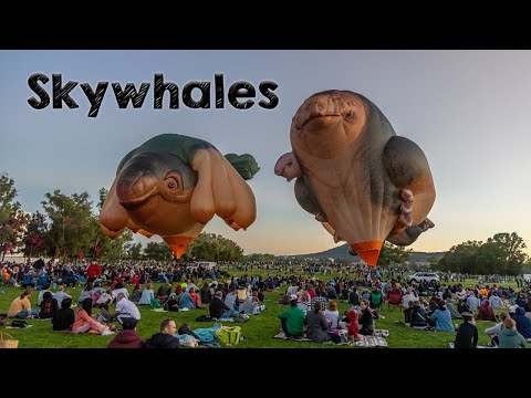 Video: Australiens Skywhale Er Tilbage Til Endnu En Kontroversiel Flyvning