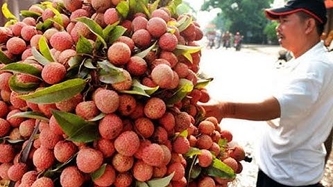 FBNC - Tiêu thụ vải thiều: Vẫn tập trung vào thị trường nội địa