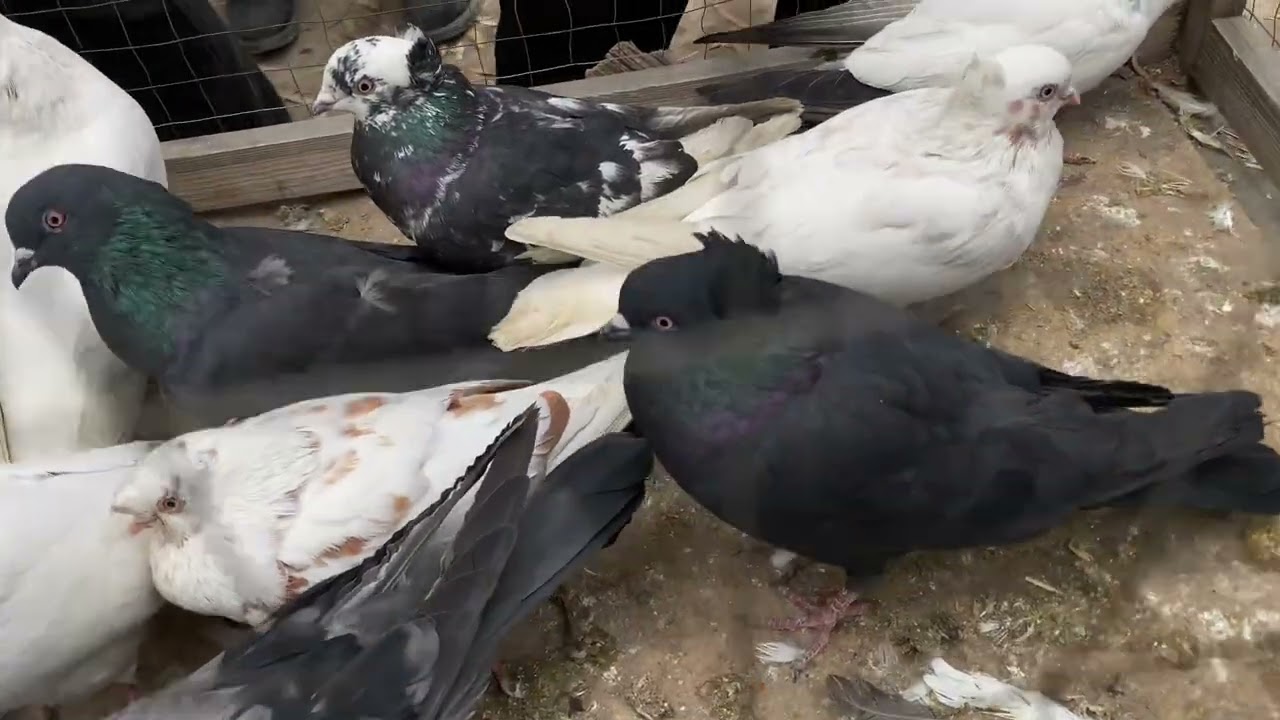 Quva kabutar bozori 7 dekabr obuna Boling sizlar uchun vidyo 