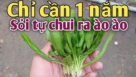 Bài thuốc trị Sỏi Thận, Hội miệng... PHAN HẢI channel.
