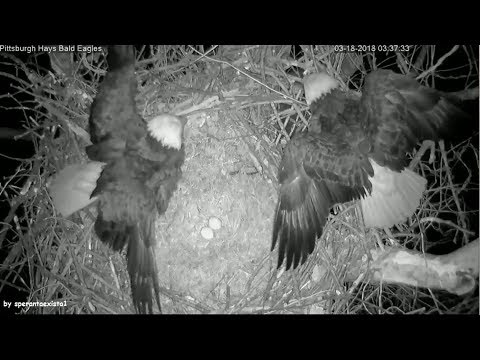 Hays Eagles Pittsburgh ~ Raccoon Nest Attack! Parents Defending Their Two Eggs Left 3.18.18