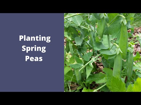 Video: Planting peas in spring. Planting time for peas in spring