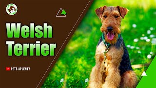 The Welsh Terrier: The Perfect Dog for Families