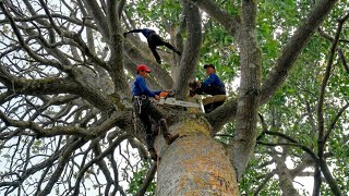 Full Felling a Giant Straight Tree With MONSTER Branches! Guide