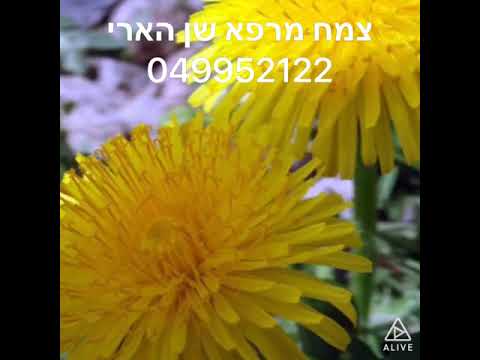 וִידֵאוֹ: שן הארי מרפא