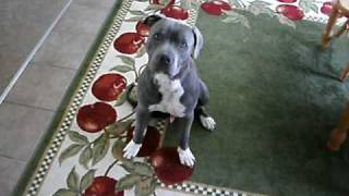 7 month old Purebred Blue Nose Pitbull... very smart
