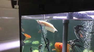 Ngân Long abino mấy ngày đầu nhập gia