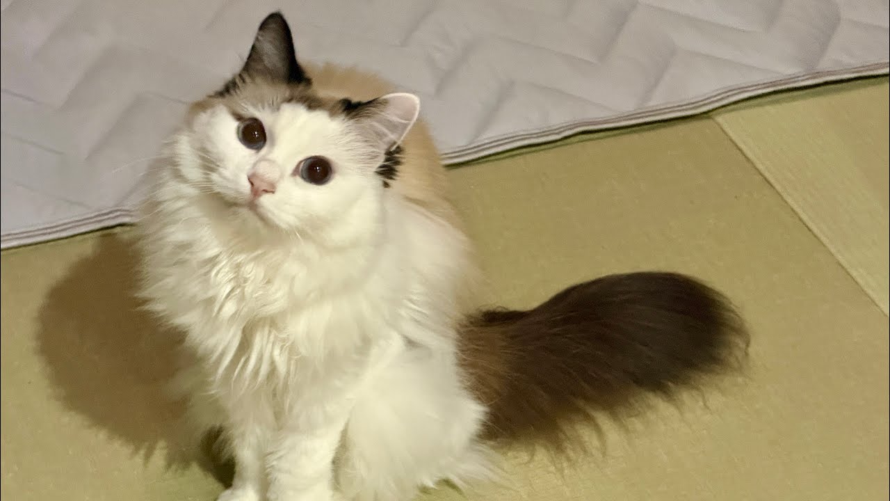 メンバー限定速報】すーちゃんが順調です - YouTube