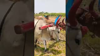 Bullockcart racing video