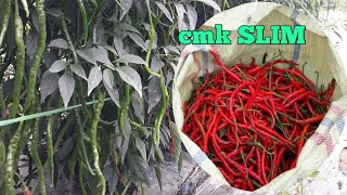 part 33,panen cabe lokal medan cmk SLIM ke 3