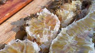 Bees Cleaning Spilled Honey in Macro 4K 🐝🍯 no Talking | beekeeping | relaxing ASMR