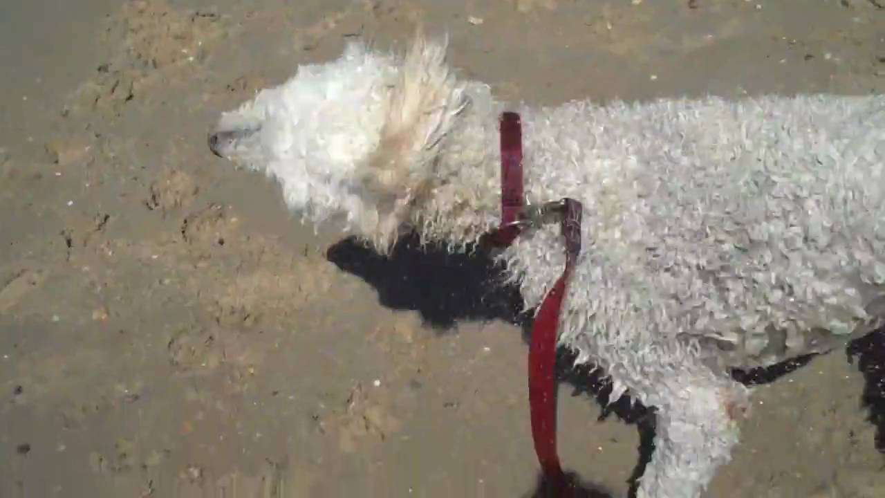 Higbee Beach Cape May Dog Fun YouTube