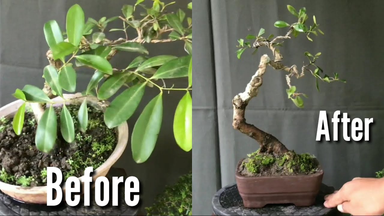 plum tree bonsai Ume Japanese Apricot-Japanese Plum Bonsai 18 – Bella Bonsai Nursery main image 1
