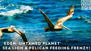 Eden Untamed Planet Filming First Sea Lion & Pelican Feeding Frenzy Bbc America & Amc