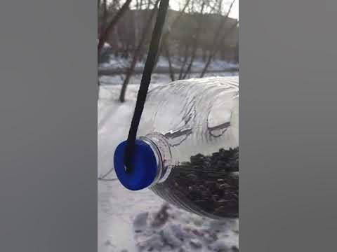 Кормушка для синиц с защитой от голубей) - YouTube