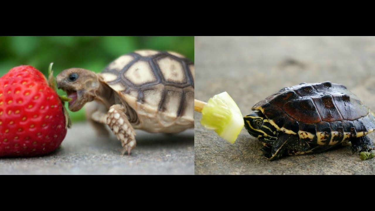 Why TURTLE and TORTOISE Stop Eating In Winter and What is The Treatment