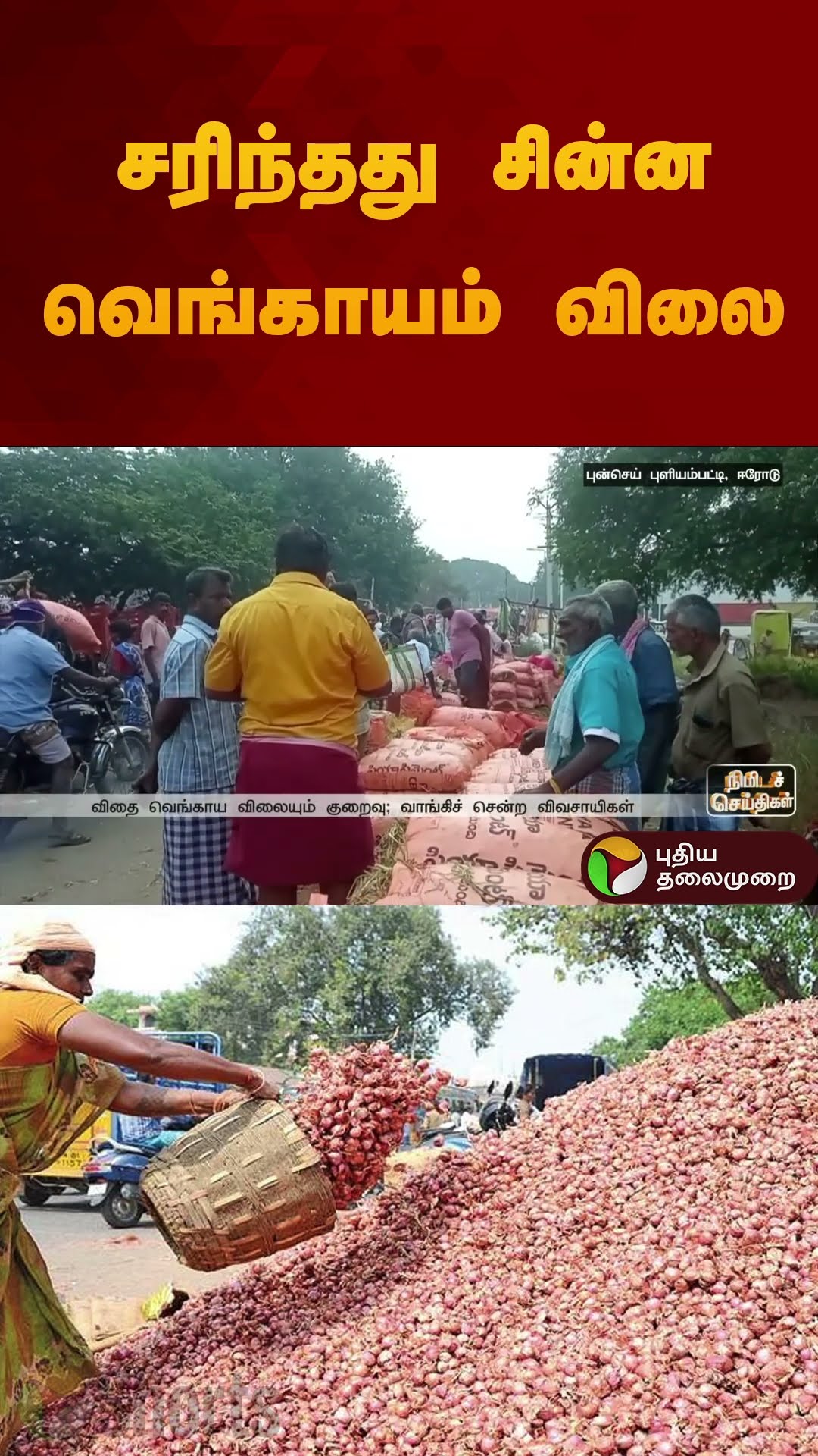 சரிந்தது சின்ன வெங்காயம் விலை | #onion | #price | #smallonion | #shorts