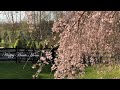 How To Care For A Weeping Cherry Tree Learning The Hard Way Improper Pruning Of Cherry Trees 