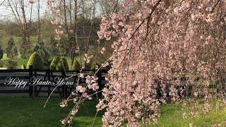 How to Care for a Weeping Cherry Tree | Learning the Hard Way | Improper Pruning of Cherry Trees by Happy Haute Home 1,235 views 1 month ago 6 minutes, 16 seconds