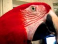 Macaw Sings! macaw parrot   Попугай поет