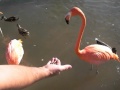 Vicious Flamingo Attack