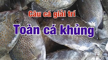 Câu Cá Biển | Câu Cá Giò Giải Trí ở Bến Đại Lãnh Của Cư Dân Vùng Biển Khánh Hoà Miền Trung Việt Nam