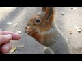 Ушастик и другие белки. Подборка за день / Ushastik and other squirrels. Selection for the day